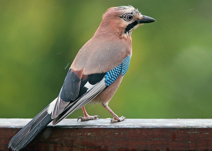 29 интересных фактов о сойках 