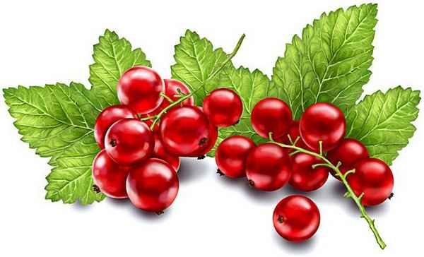 Красная смородина: рецепты на зиму без варки 