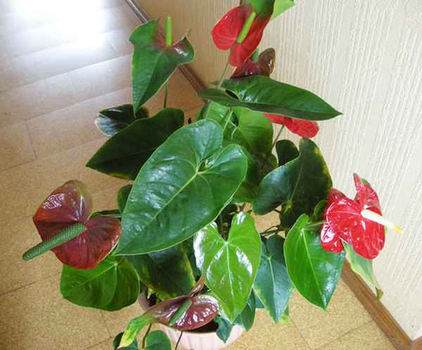 Антуриум: уход в домашних условиях, как ухаживать 