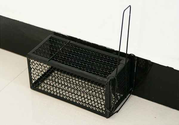 Ловушки для мышей: как поймать мышь? 