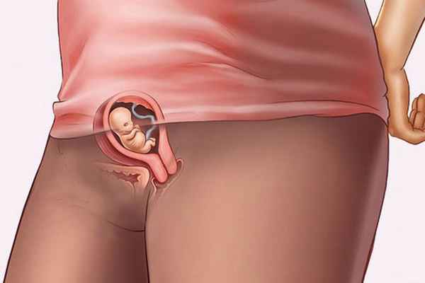 7 недель беременности: симптомы, ощущения, размер плода 