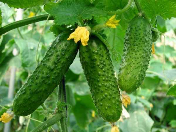 Выращивание огурцов в теплице: как вырастить, семена, сорта, рассада 