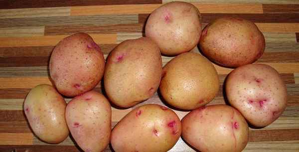Ранние сорта картофеля (Жуковский): отзывы, выращивание 