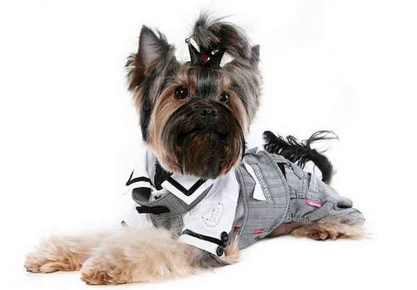 Одежда для Йорков своими руками (выкройки) 