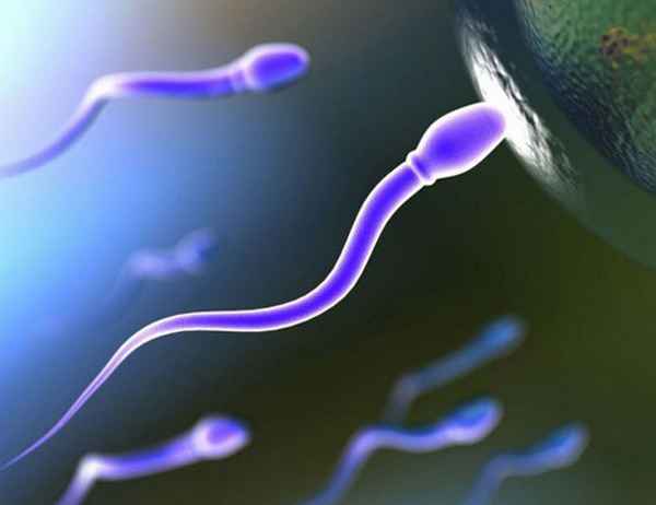 Можно ли забеременеть после овуляции (вероятность) 