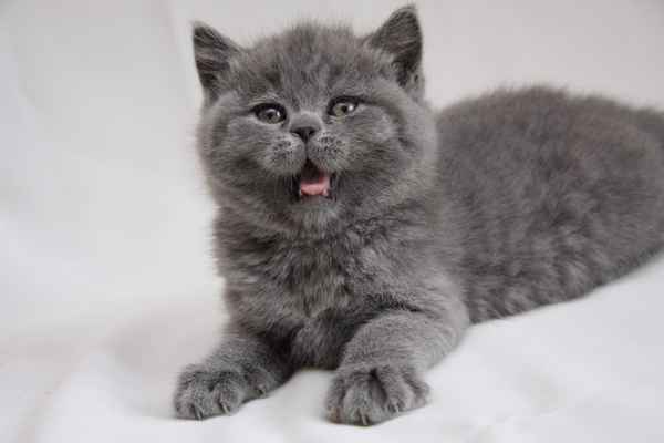 Уход за кошками 