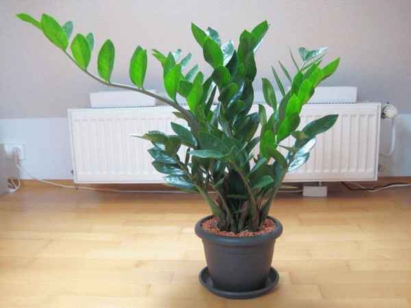 Как ухаживать за замиокулькасом 