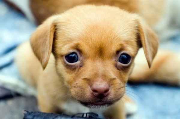 Роды у собаки: как подготовиться и принять роды на дому 