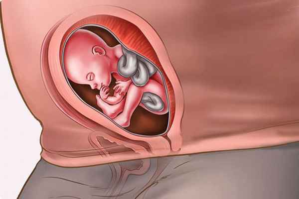 21 неделя беременности: УЗИ, размер плода 
