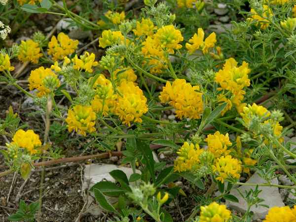 Люцерна — полезные свойства и противопоказания 