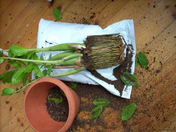 Пересадка замиокулькаса 