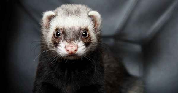 Хорек: уход и содержание в домашних условиях 