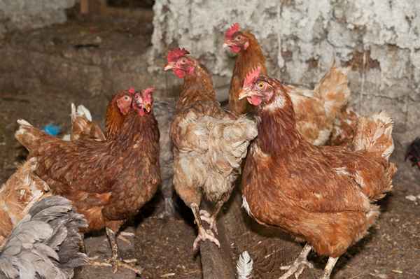 Помет, как удобрение: куриный, гoлyбиный, птичий, перепелиный 