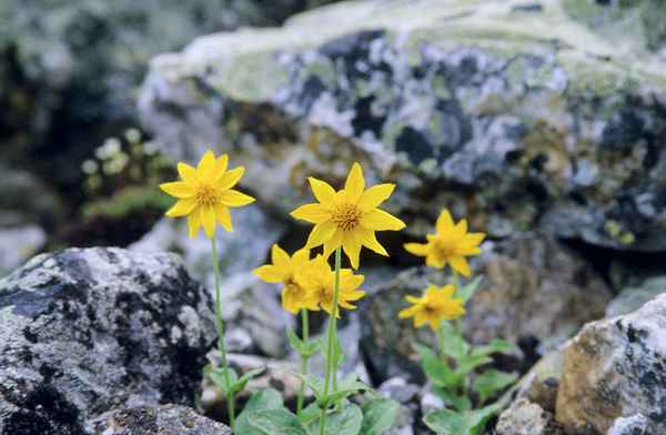 Арника (гомеопатия) – показания к применению 