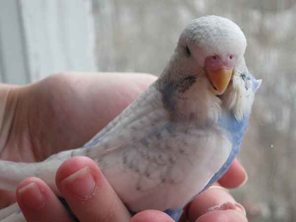 Как приручить попугая к рукам? 