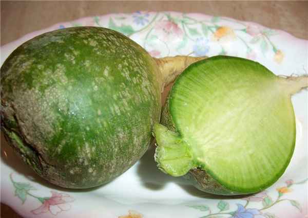 Редька зеленая: польза и вред 