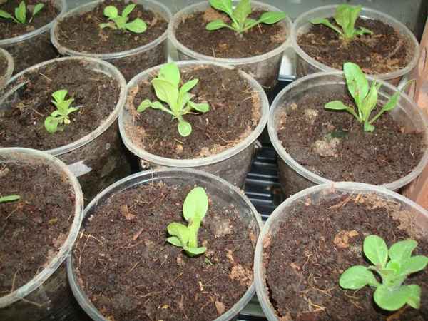 Пикировка петунии, как и когда пикировать рассаду после всходов 