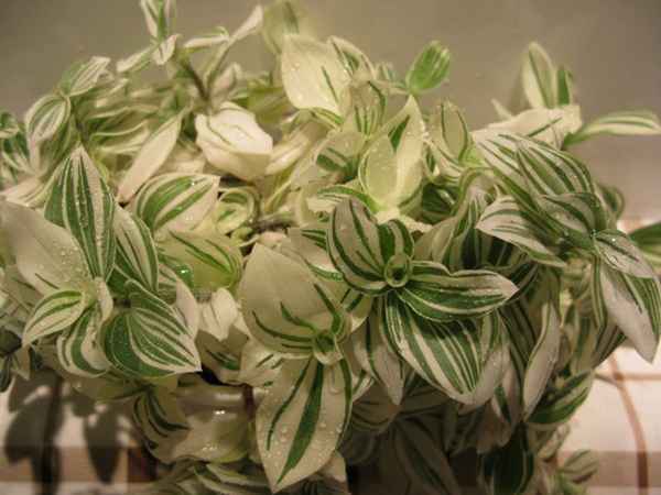 Традесканция: уход в домашних условиях, выращивание, посадка 