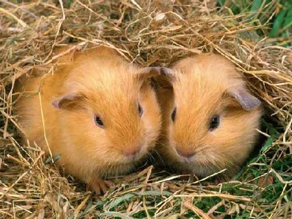 Сколько живут морские свинки? 