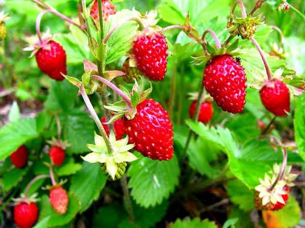 Компот на зиму из земляники (лесной): рецепты 