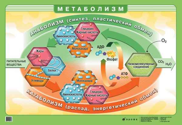 Метаболическая диета 