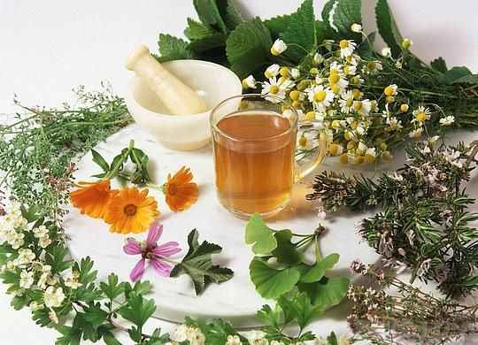 Лечебные растения на каждый день 