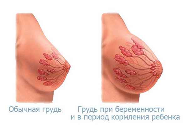 Гpyдь во время беременности: кормление, боли, изменение формы 
