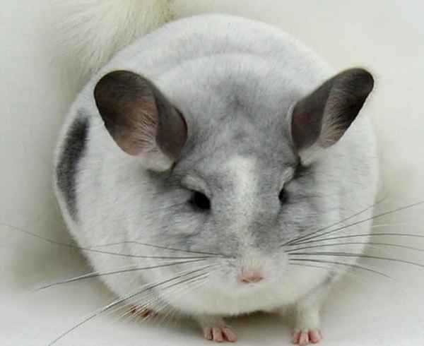 Шиншилла в домашних условиях 