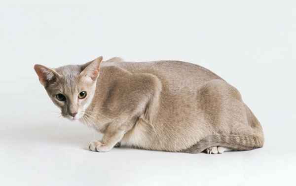 Как узнать, что кошка беременная? Признаки беременности 