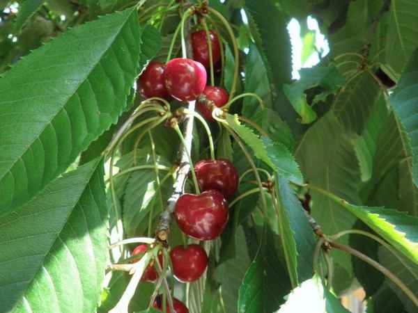 Продукты для здоровья: черешня, польза и вред 