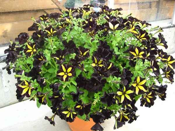 Чем подкормить рассаду петунии: удобрения, чем удобрять 