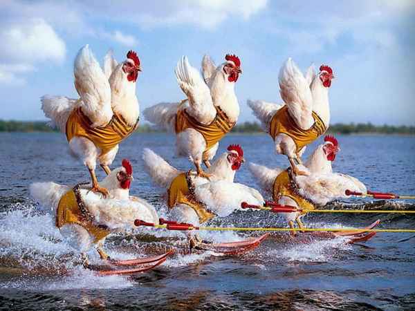 Сонник: к чему снятся курицы? 