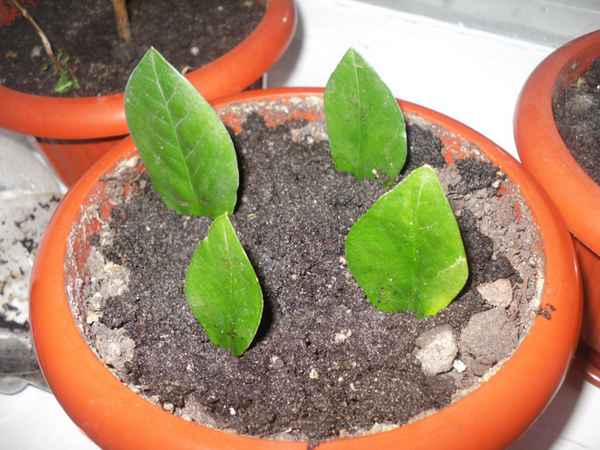 Размножение замиокулькаса (листом и черенками) 