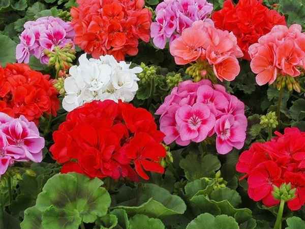 Комнатные цветы, цветущие круглый год 