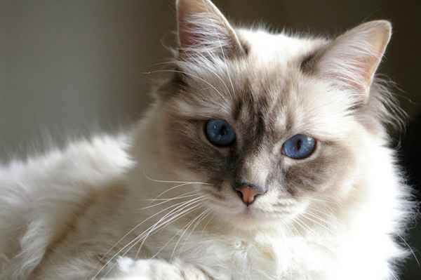 Плюсы и минусы кастрации котов 