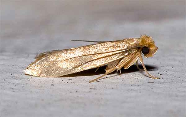 Пищевая моль: как избавиться, как бороться, как вывести? 