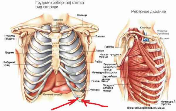 Симптомы травм грудной клетки 
