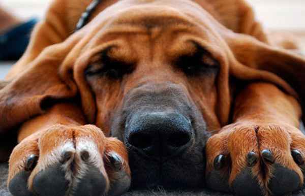 Понос у собаки: что делать, что дать, чем лечить? 