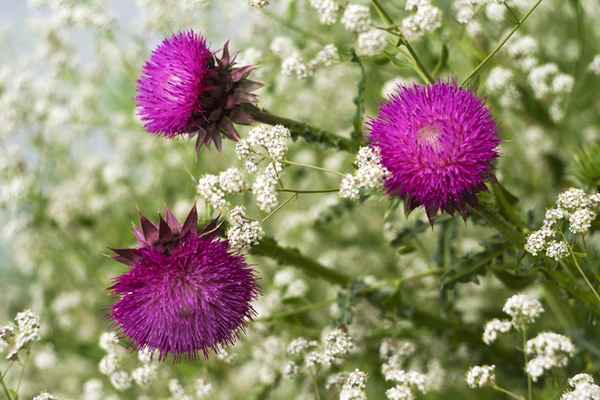 Расторопша для похудения: отзывы 