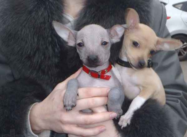 Нужен ли ошейник маленькой собачке 