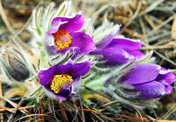 Первые весенние цветы: первоцветы, названия в лесу, в горшках, на даче 