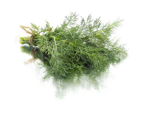 Укропная вода для новорожденных: инструкция, рецепт, как и сколько давать 