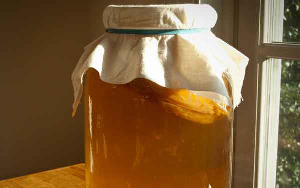 Чайный гриб: полезные свойства, чем полезен, польза и вред, отзывы 