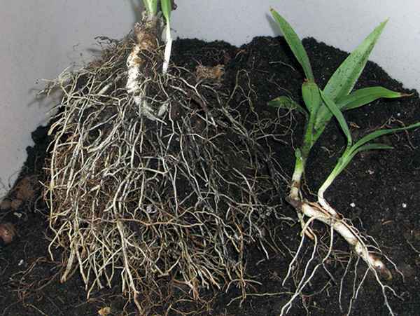 Как пересадить драцену (пересадка в домашних условиях) 