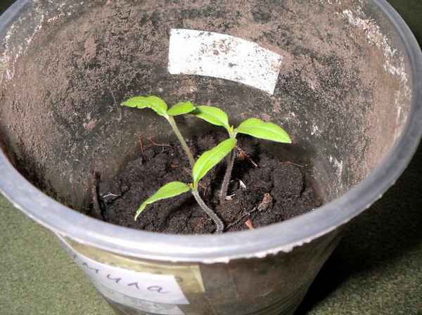 Вытянулась рассада помидор, что делать, почему всходы томатов тянутся? 