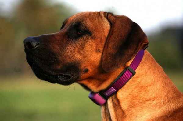 Какая температура нормальная у собак? Как измерить температуру у собаки? 