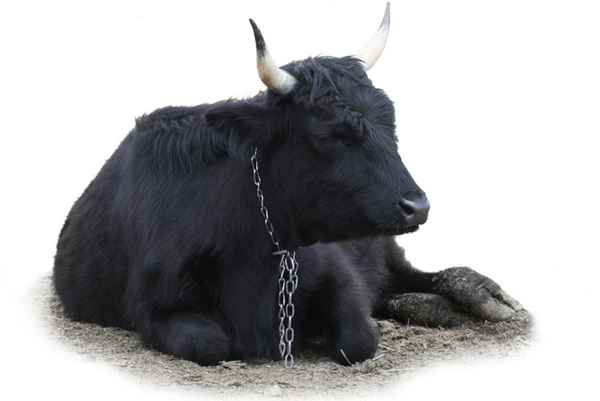 Сонник: к чему снится бык? 