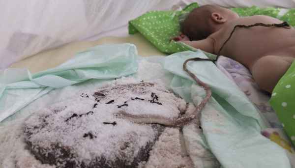 Лотосовые роды, польза 