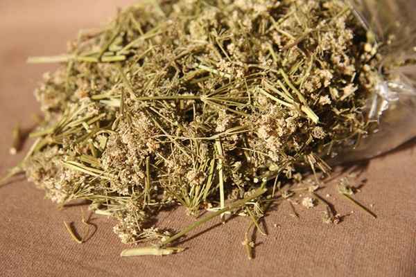 Настойка болиголова: применения, отзывы 