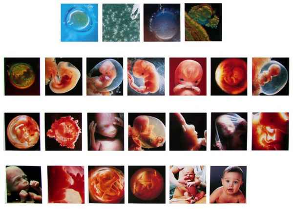 Развитие эмбриона по неделям 